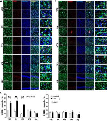 Microglial reactivity in brainstem chemosensory nuclei in response to hypercapnia